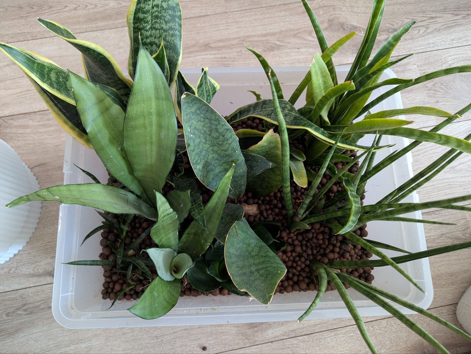 Sanseveria, Huis en Inrichting, Kamerplanten, Ophalen, Halfschaduw, Minder dan 100 cm