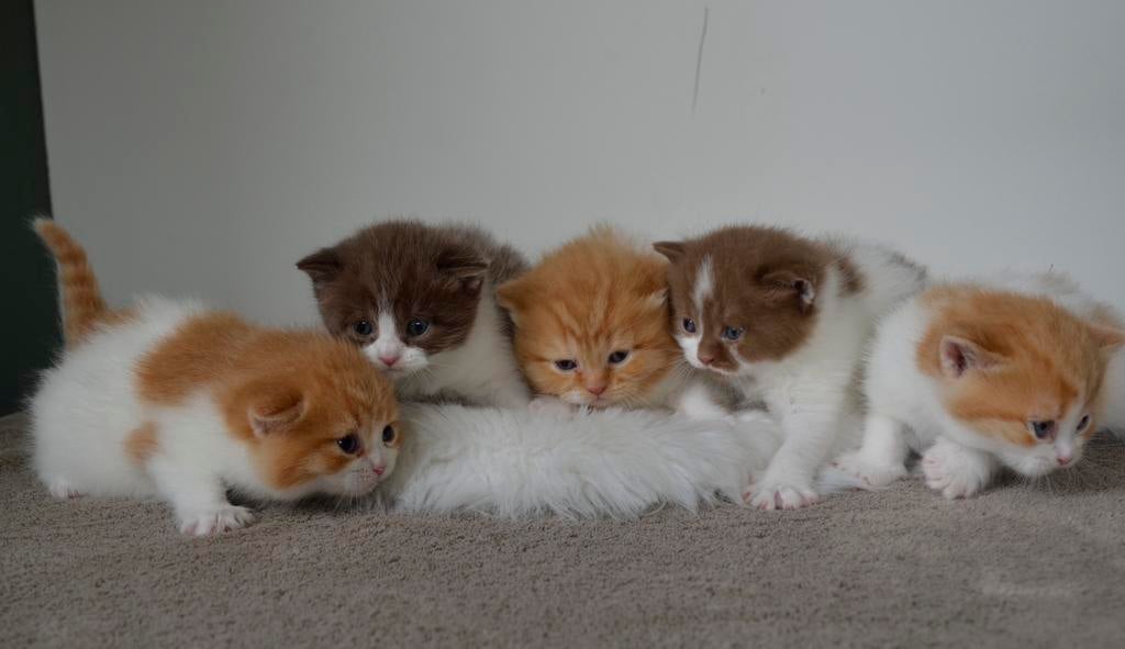 Britse korthaar kittens, Dieren en Toebehoren, Kater, Ontwormd, 0 tot 2 jaar