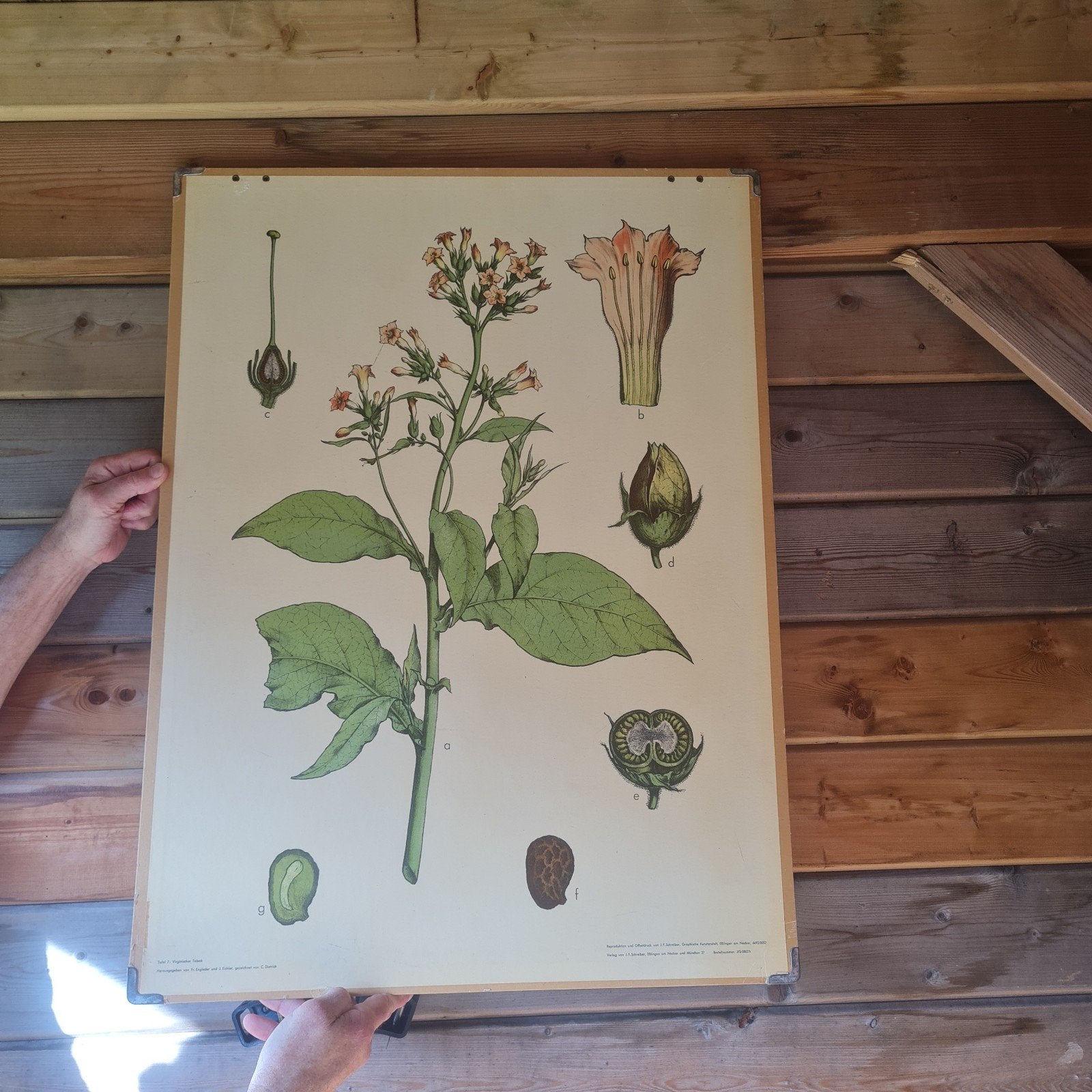Vintage Botanische Schoolplaat - Tabaksplant (Nicotiana), Ophalen