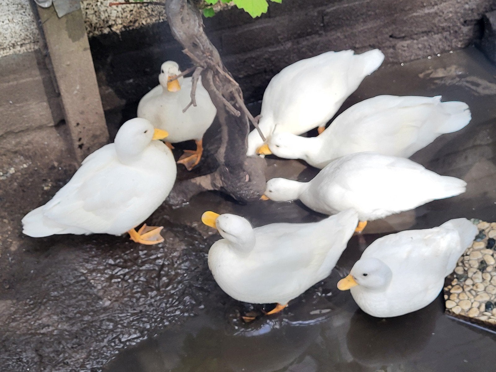 kwakers, Meerdere dieren
