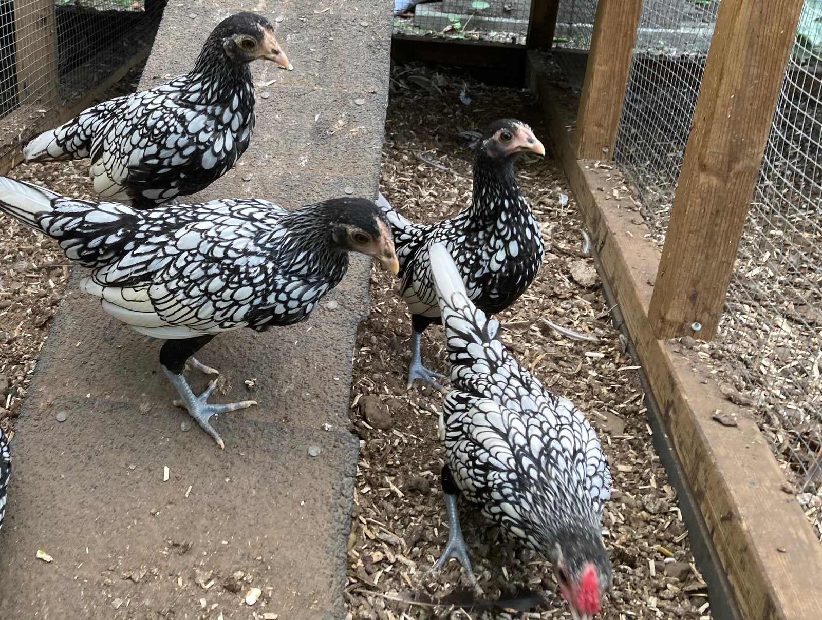 Sebright zilverzwart gezoomd, Dieren en Toebehoren, Vrouwelijk, Kip