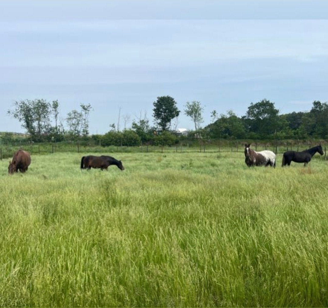Stalhulp gezocht op privé-Paddock Paradise, Verzorging of Verzorgpony's