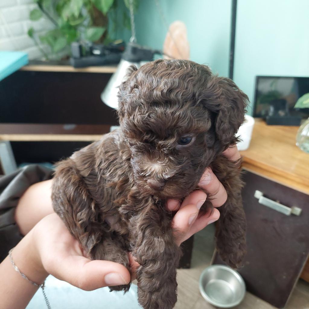 Prachtige Maltipoo pups chocokleurig, Dieren en Toebehoren, Honden | Niet-rashonden, 8 tot 15 weken, Meerdere, Meerdere dieren