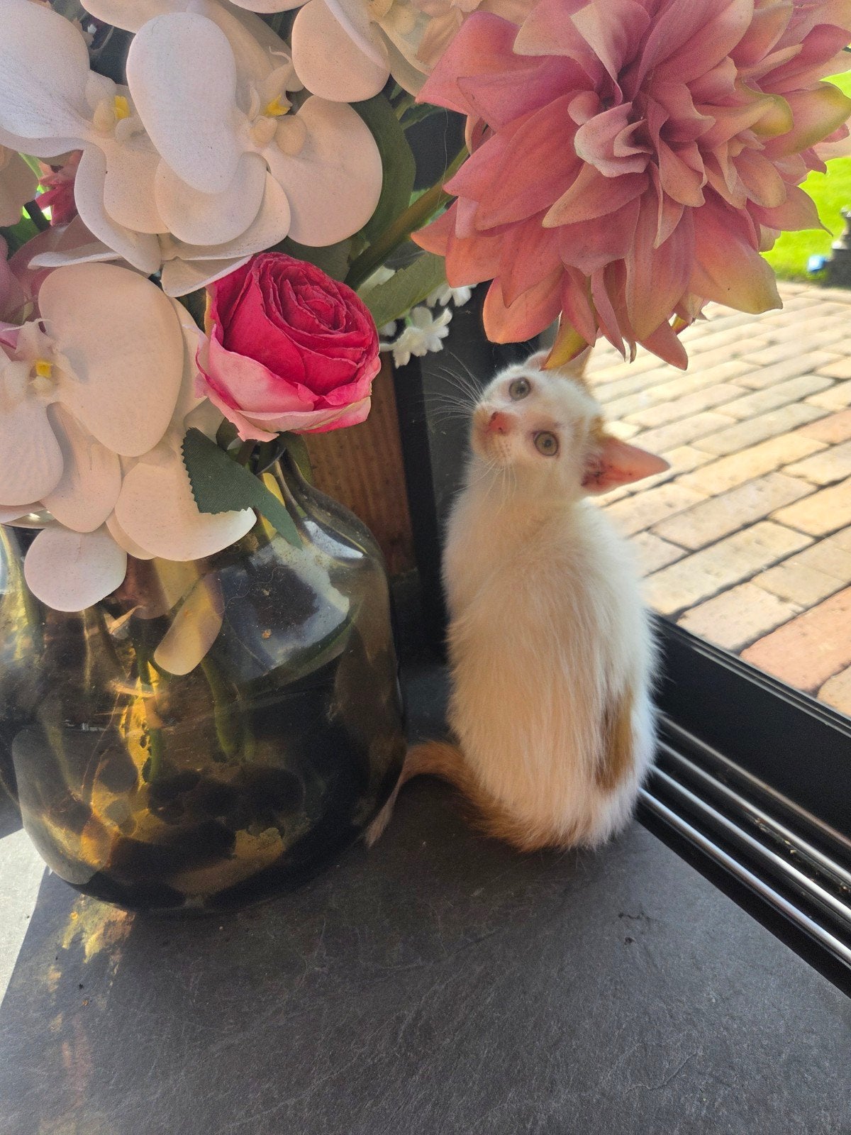 2 kater kittens, Dieren en Toebehoren, Katten en Kittens | Overige Katten, Kater