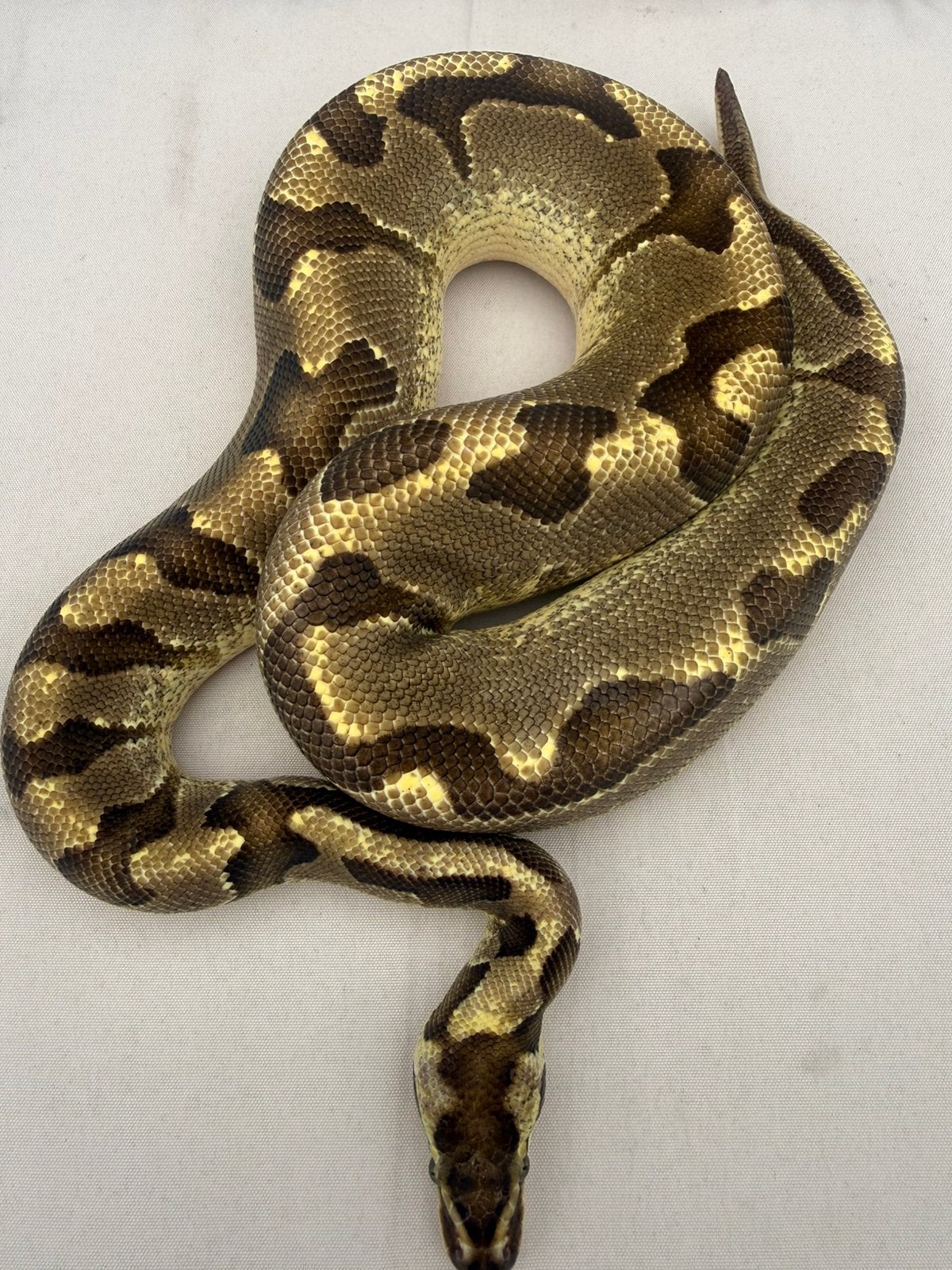 Combi deal! Ball Python Python Regius