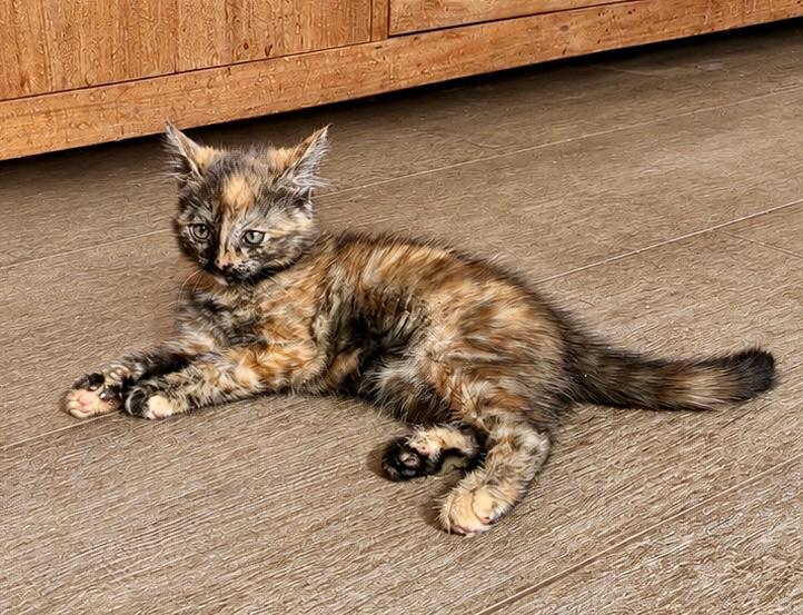 Lieve sociale kittens, grijs schildpad poesje, Dieren en Toebehoren, Katten en Kittens | Overige Katten, Meerdere dieren