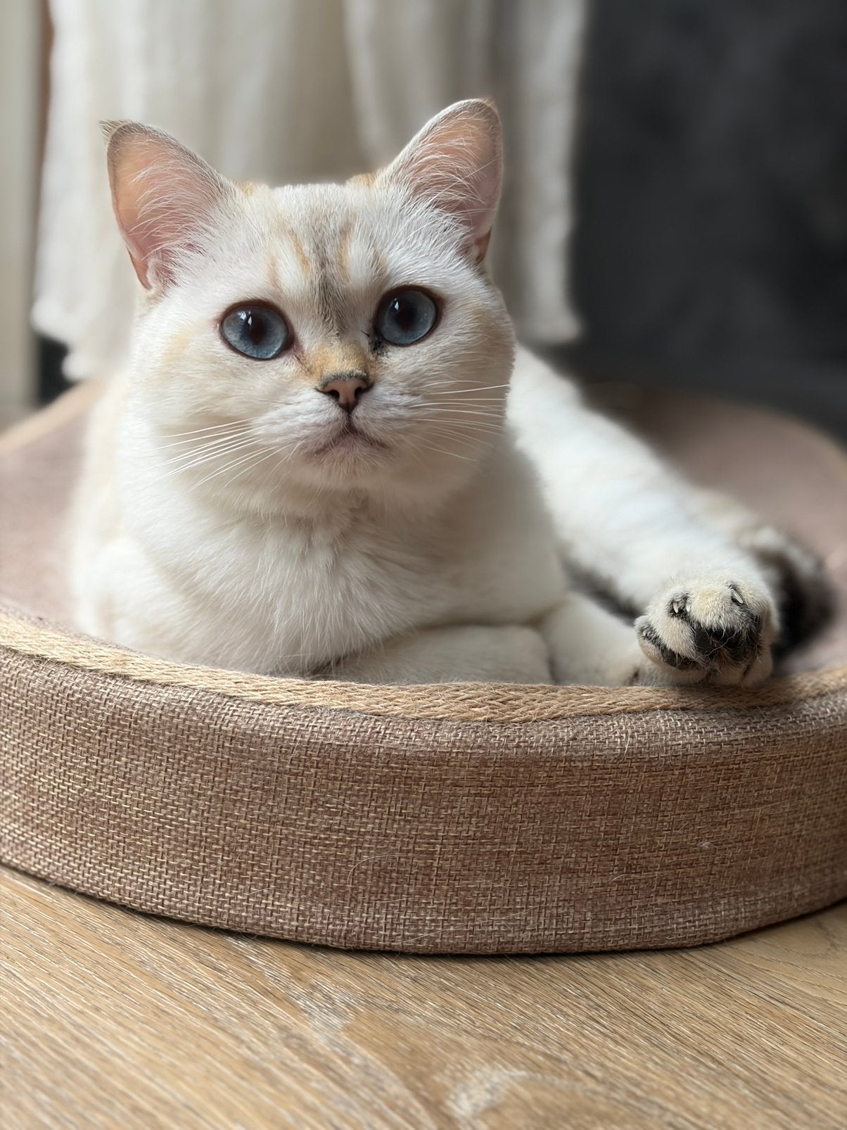 Brits korthaar poes, Poes, Gechipt, 0 tot 2 jaar