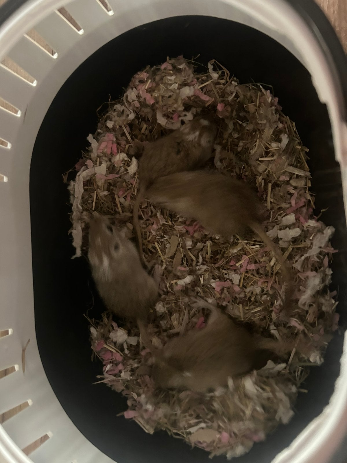 Gerbil jongen, Dieren en Toebehoren, Knaagdieren, Vrouwelijk, Mei, Overige typen, Tam