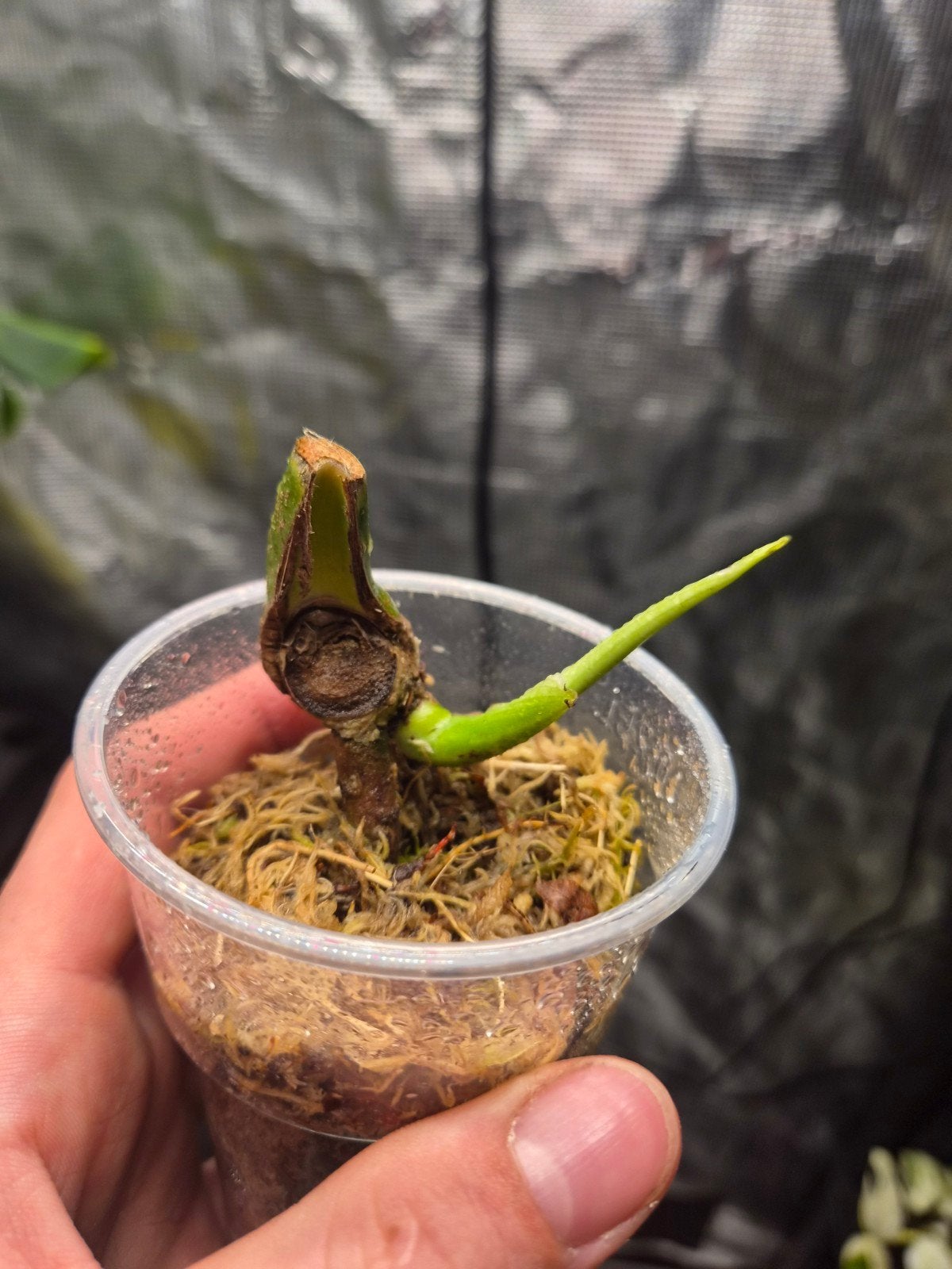 Monstera Hurricane Stemcutting, Overige soorten, In pot, Minder dan 100 cm, Bloeiende kamerplant