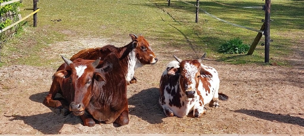 Kleine kudde zeboe's te koop, Dieren en Toebehoren, Runderen, Meerdere dieren, 3 tot 6 jaar