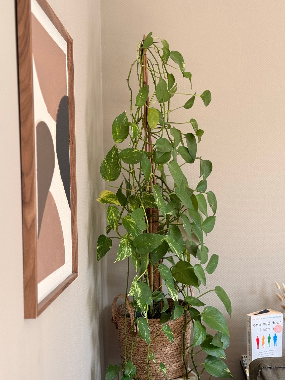 Grote Pothos (Epipremnum Aureum) Kamerplant, Huis en Inrichting, Overige soorten, In pot, Minder dan 100 cm, Bloeiende kamerplant