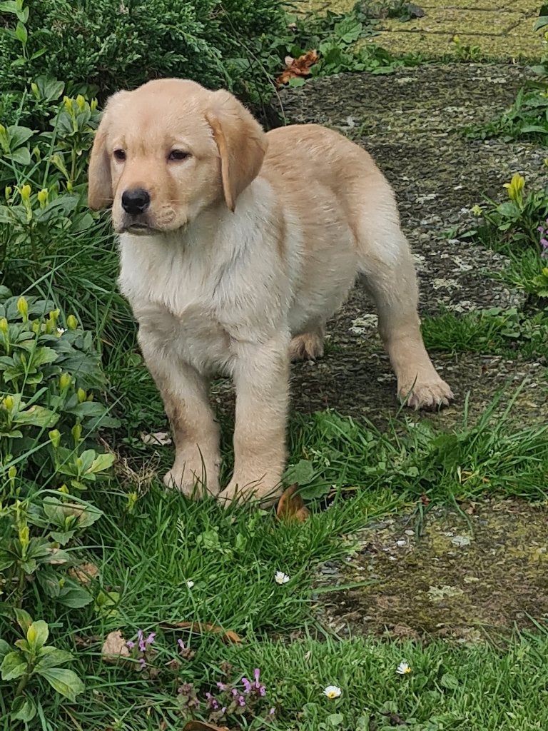 Labrador pups blond en zwart, Dieren en Toebehoren, Honden | Retrievers, Spaniëls en Waterhonden, Parvo, 8 tot 15 weken, Labrador retriever