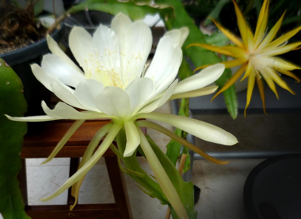 cactus - Epiphyllum stekken geworteld - wit, Verzenden, Cactus, Volle zon, Minder dan 100 cm