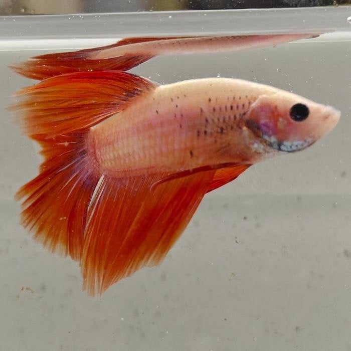 Betta splendens vrouw 80, Dieren en Toebehoren, Vis