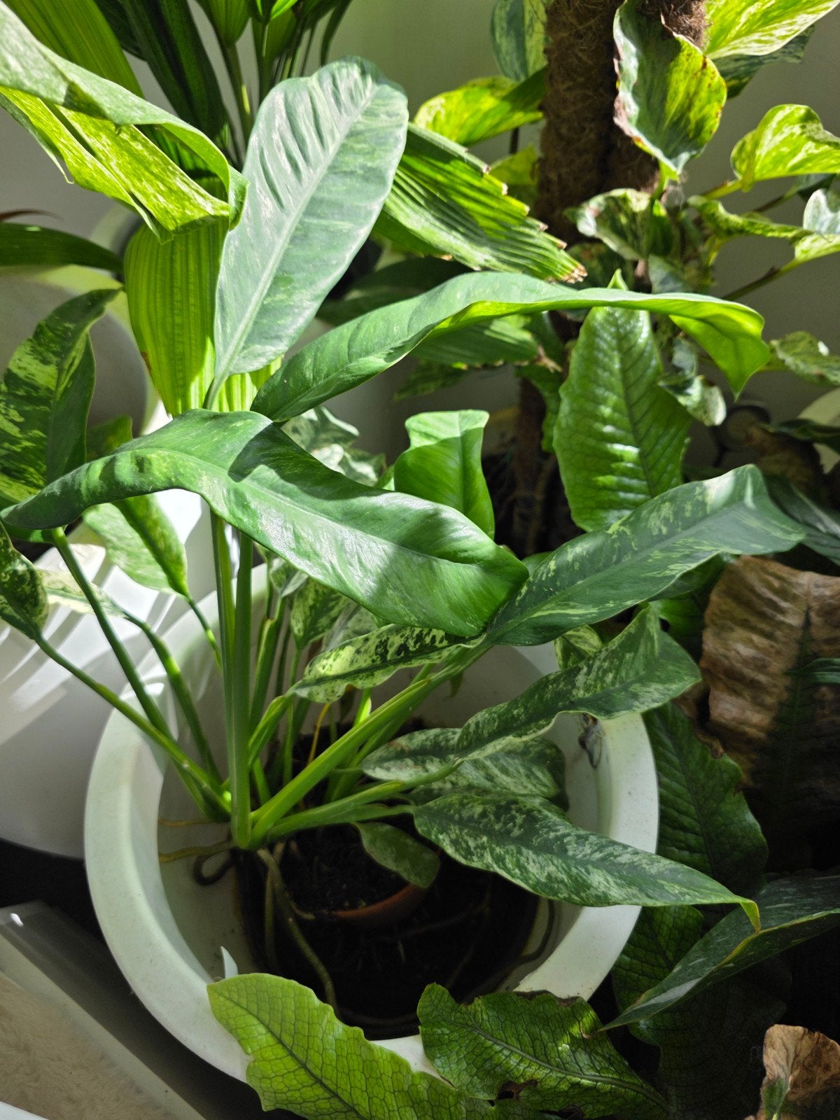 Epipremnum Giganteum Albo Variegata, Ophalen, Overige soorten, Halfschaduw, In pot
