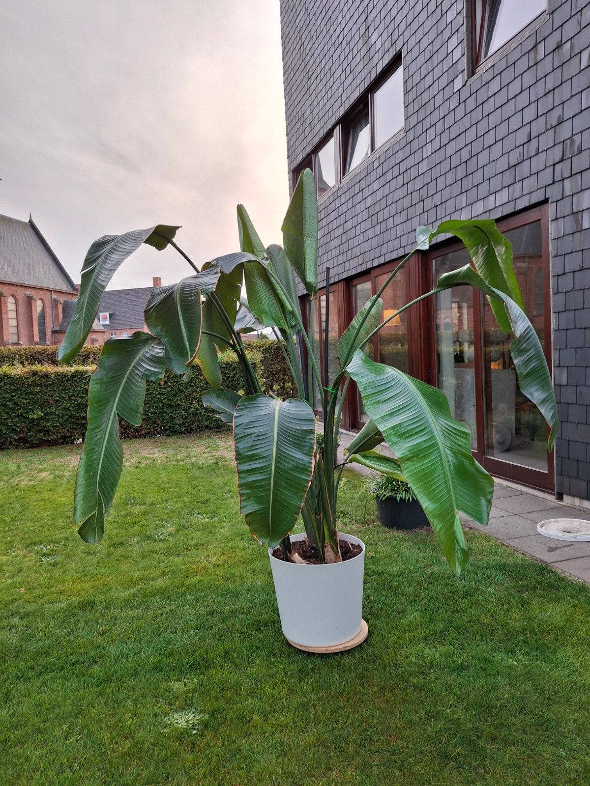 Grote Strelitzia (2.5m) - Kamerplant, Tuin en Terras, Ophalen, Vaste plant, Overige soorten, Volle zon