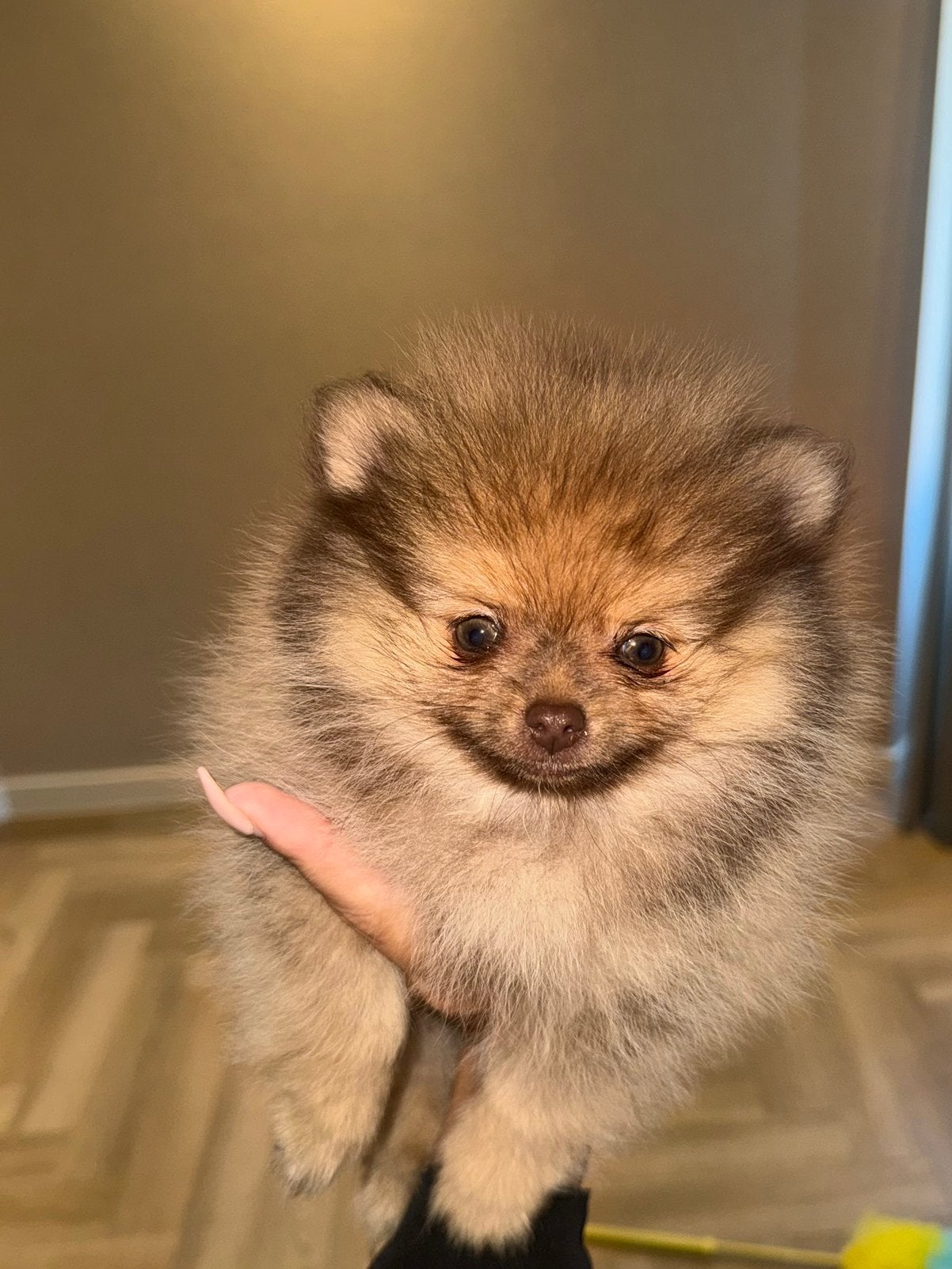 EXCLUSIEF & ZEER UNIEK – MINI POMERIAAN / Pomeranian PUPS, Dieren en Toebehoren, Keeshond, CDV (hondenziekte), 8 tot 15 weken