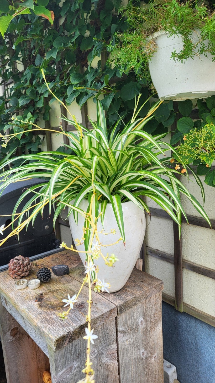 Spiderplant in witte pot, Ophalen, Halfschaduw, Minder dan 100 cm