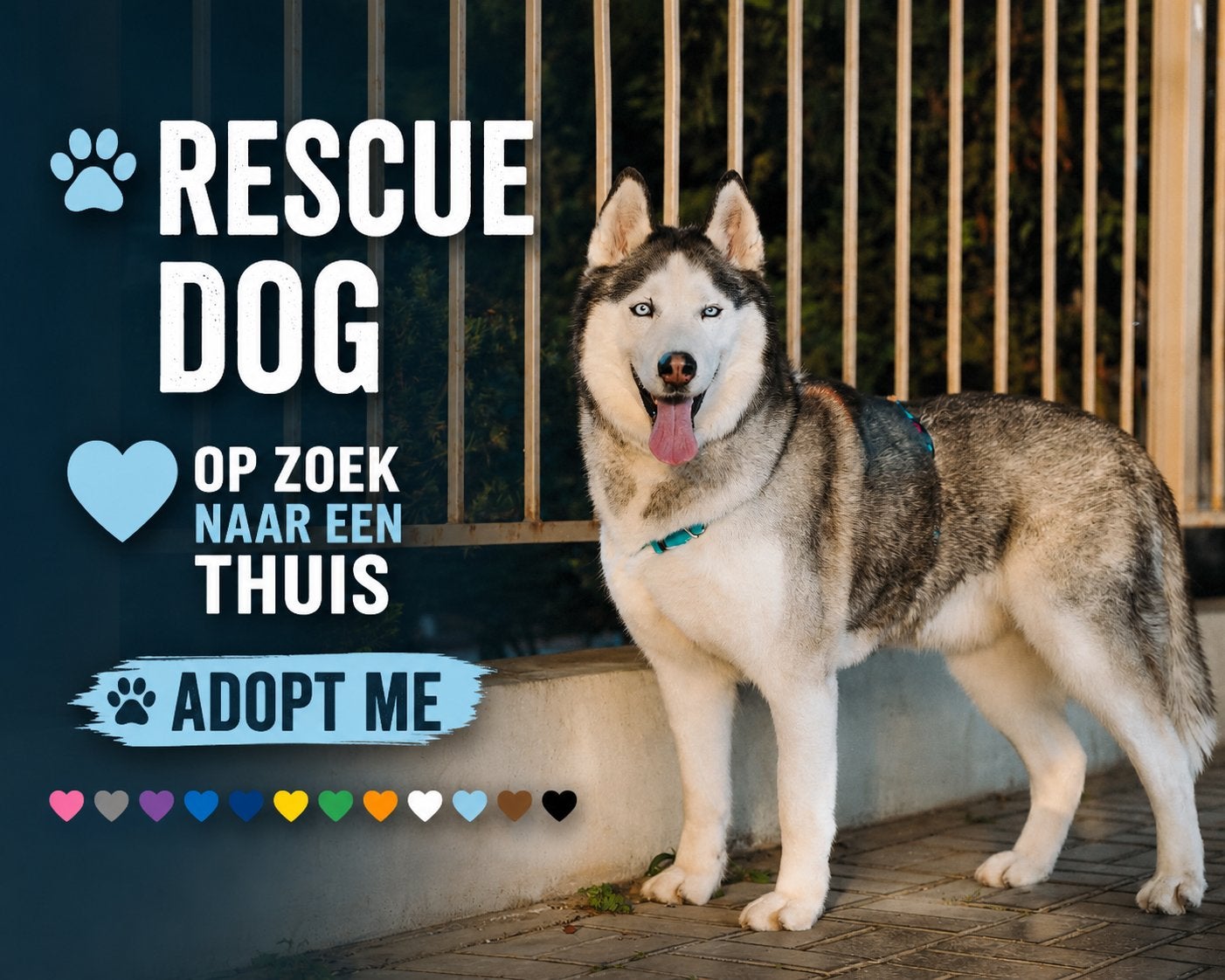 ️ Joy zoekt een thuis ️, Dieren en Toebehoren, 6 jaar of ouder, Particulier, Reu, Eén hond