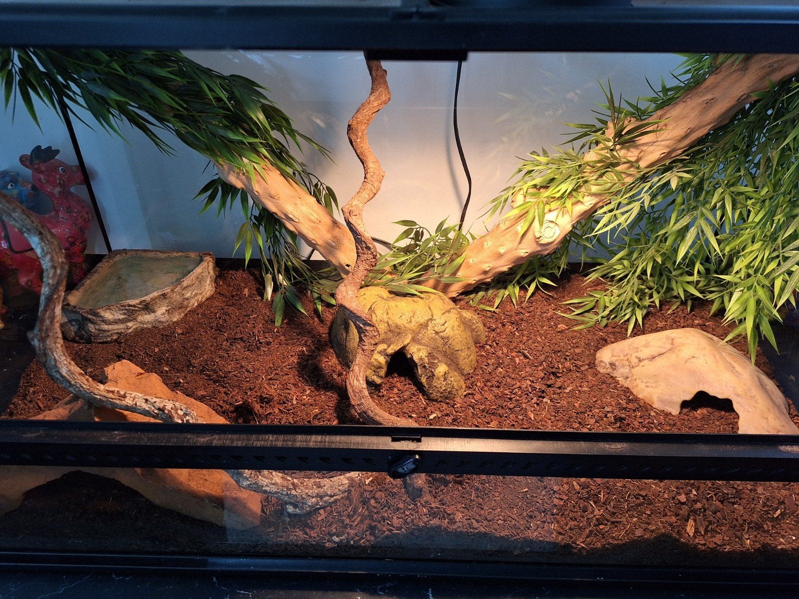 Terrarium compleet met 2 rattenslangen Rat Snake photo 4