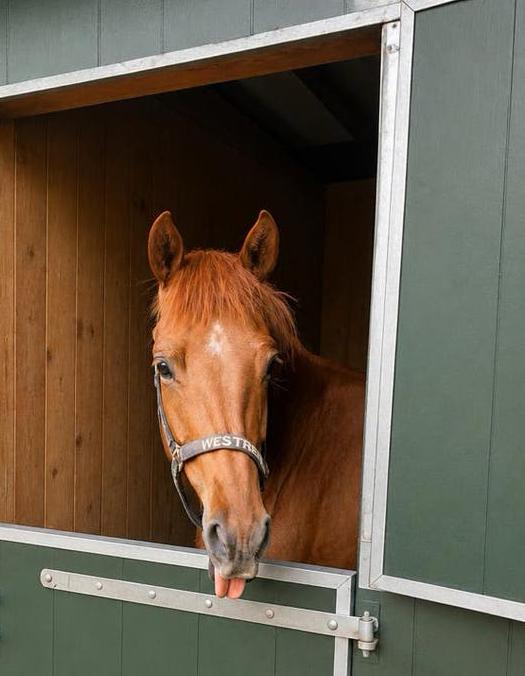 *nieuw* 4 jarige dressuurmerrie, Merrie, Met stamboom, Dressuurpaard, 3 tot 6 jaar