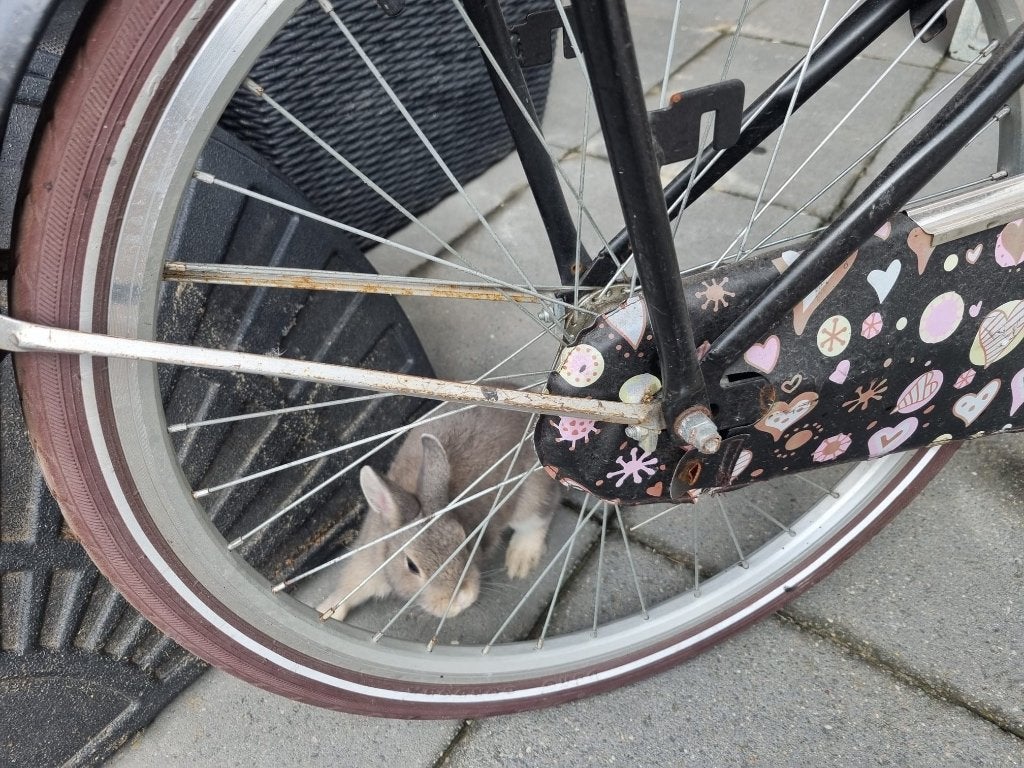 Meisjes Zonix 24” fiets zwart - moet zsm weg, Ophalen, Zonix, Schijfrem, Gebruikt