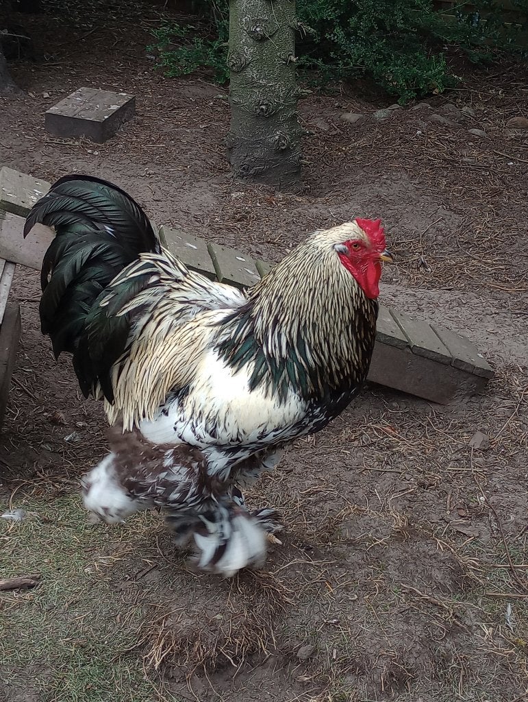 Brahma haan 2 jaar oud, Mannelijk, Kip