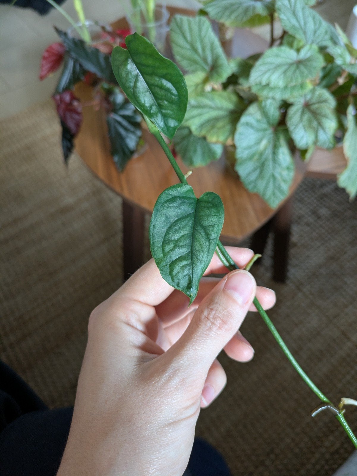 Monstera Siltepecana cutting, Ophalen of Verzenden, Halfschaduw, Minder dan 100 cm