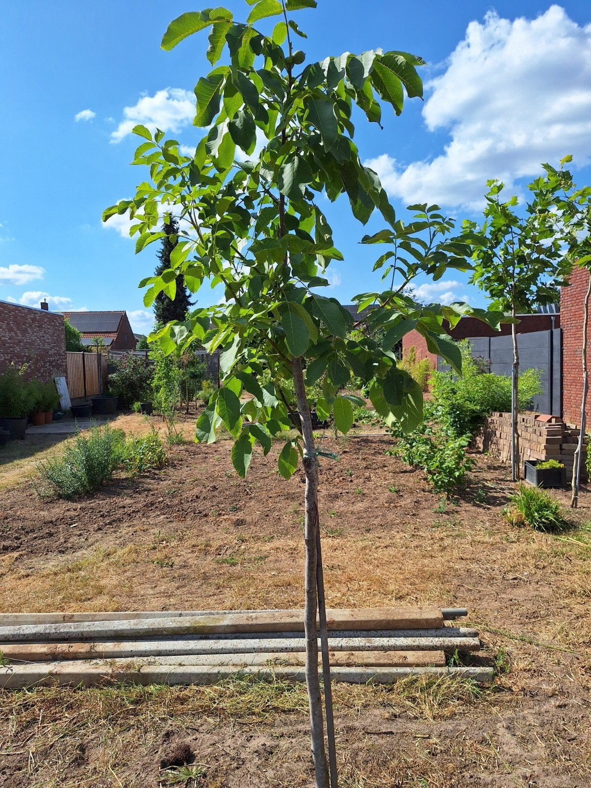 Notenbomen, Tuin en Terras, Planten | Bomen, Ophalen, Halfschaduw, Overige soorten