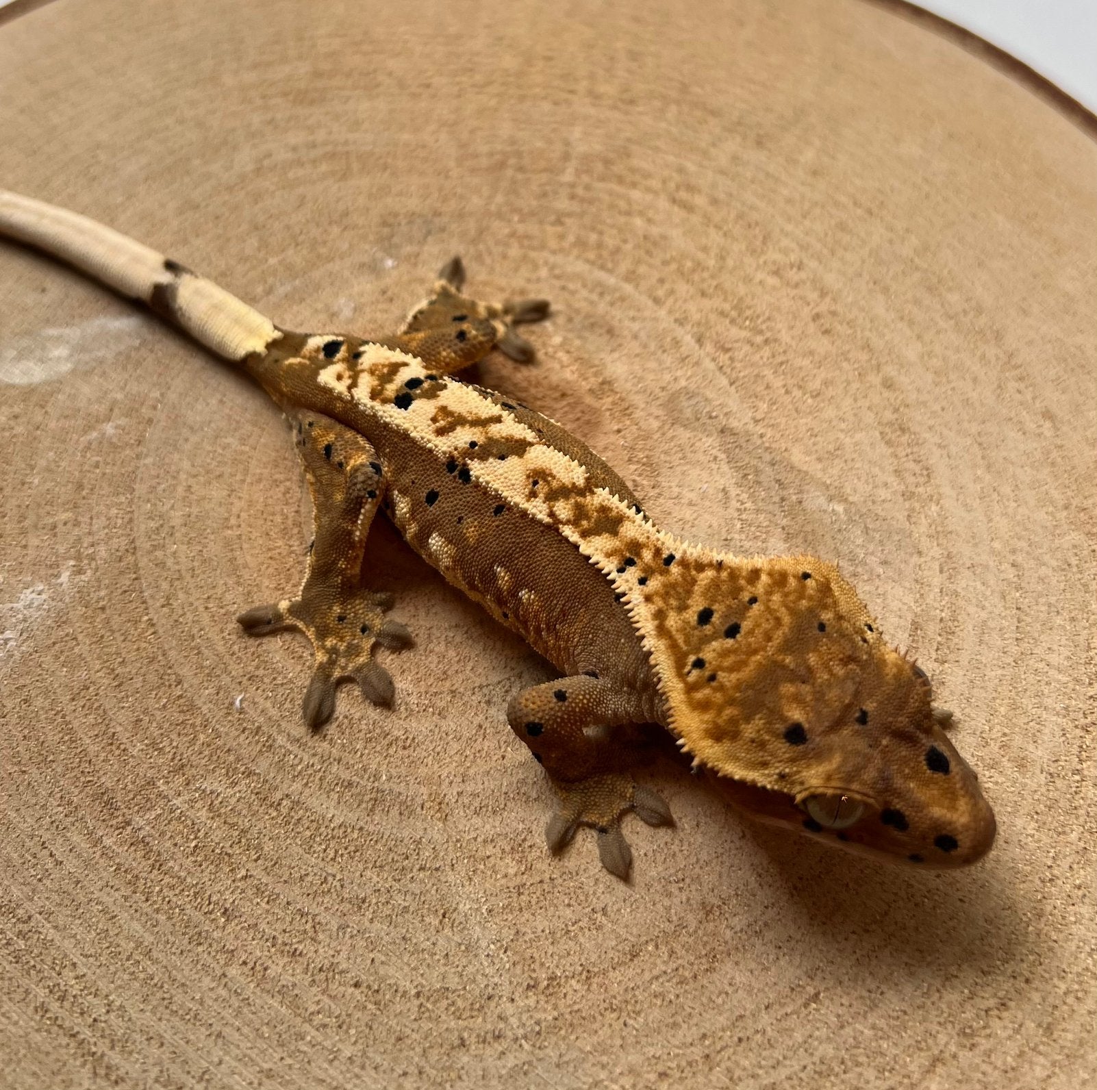 Wimpergekko Harlequin Dalmation 0.1, Dieren en Toebehoren, Hagedis, 0 tot 2 jaar