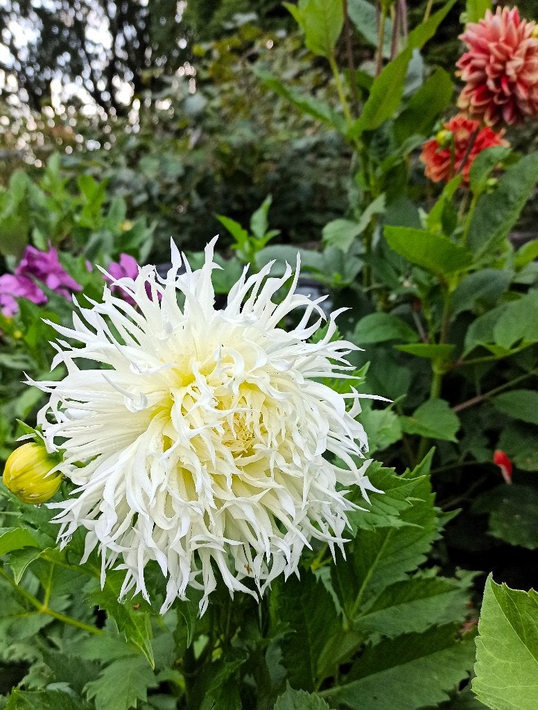 Dahlia's diverse soorten, Volle zon, Vaste plant, Zomer, Ophalen