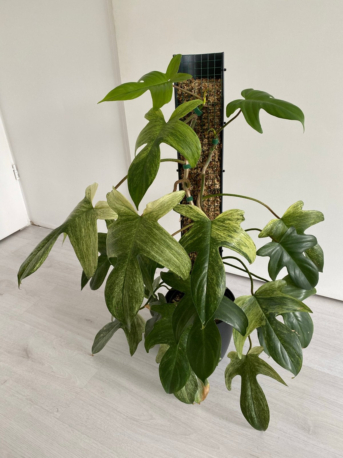 Philodendron Florida Ghost in pon met mosstok en Elho potten, Ophalen, Overige soorten, Halfschaduw, In pot