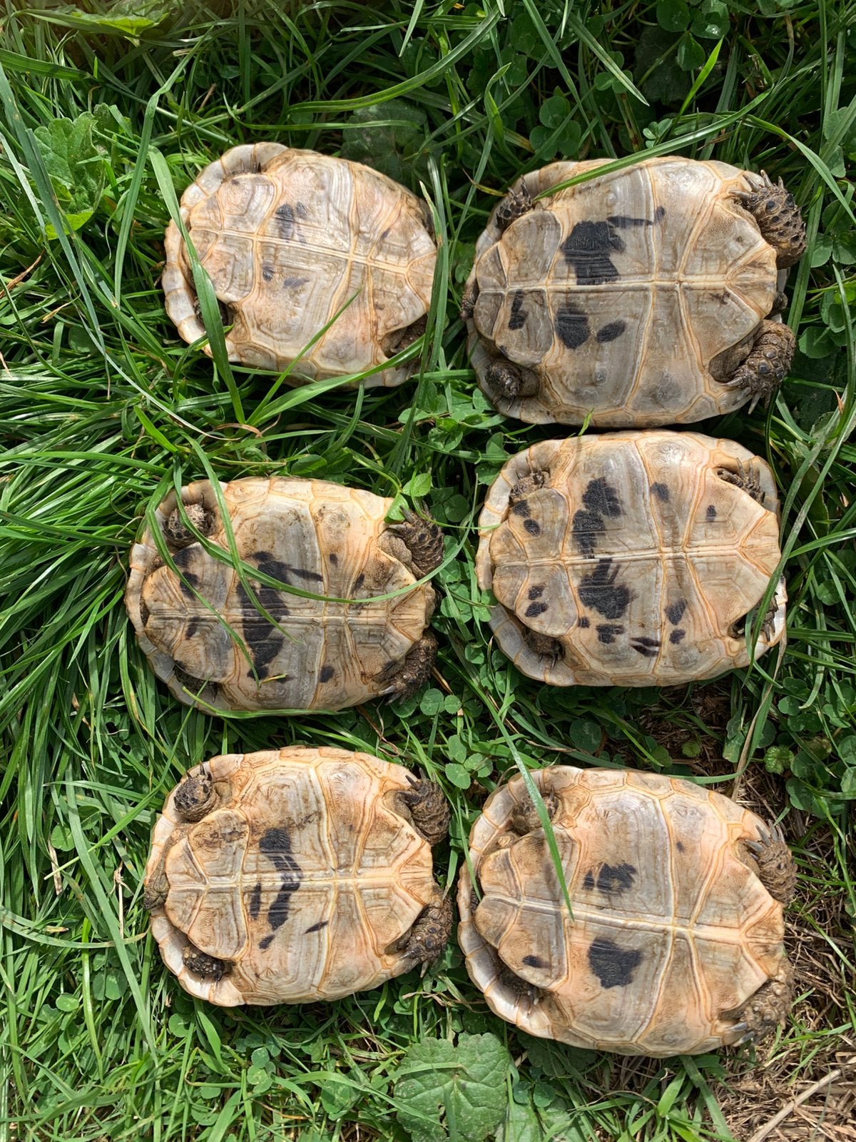 Landschildpad - Testudo Graeca Ibera Nakweek 2025 Tortoise photo 2