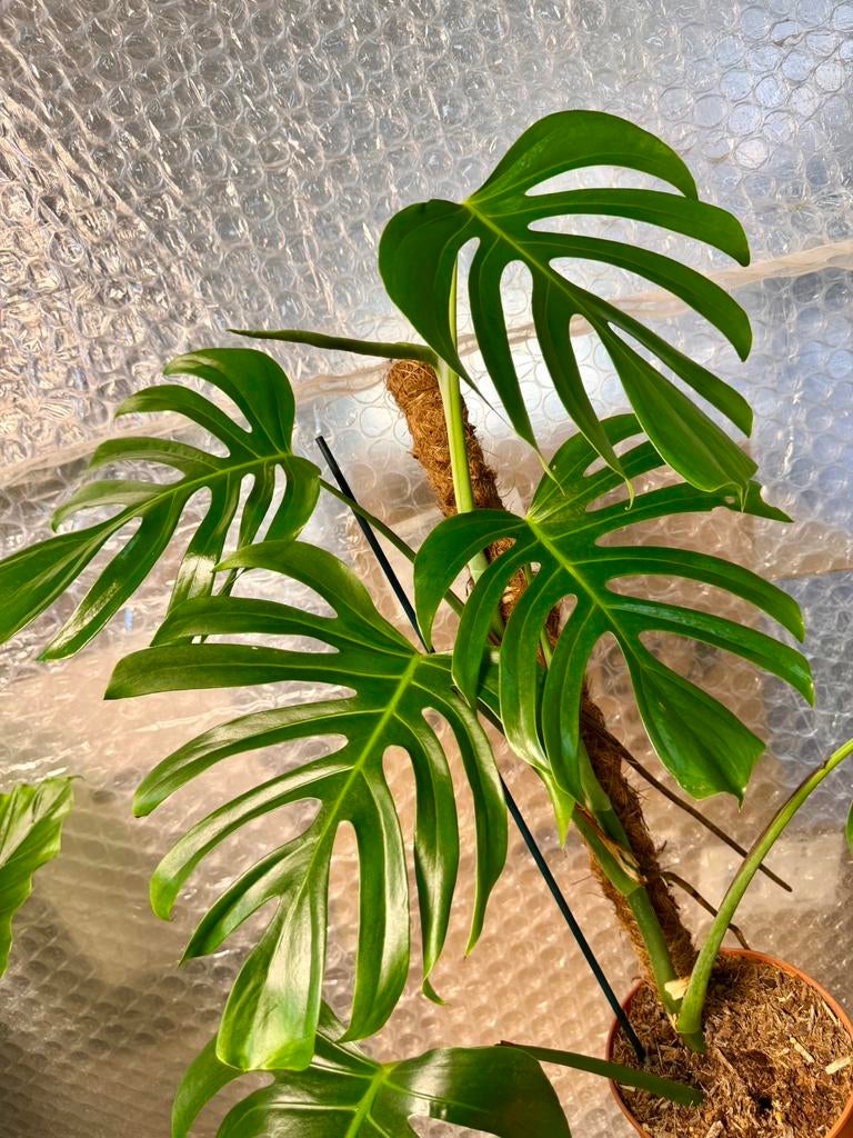 Monstera Sierrana Mexico  p15, Huis en Inrichting, Kamerplanten, Overige soorten, In pot, Minder dan 100 cm, Groene kamerplant