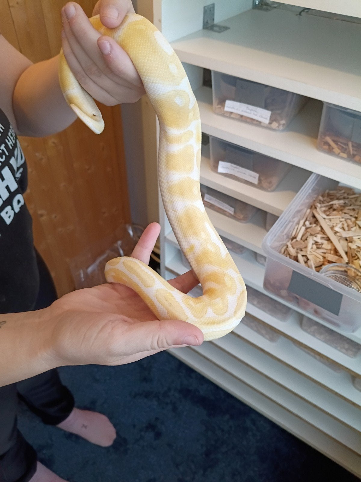 ball python Albino