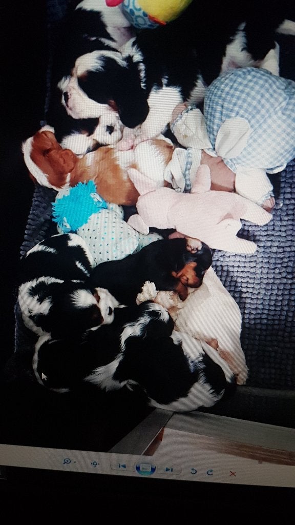 cavalier king charles pups nog 2x reutje, Dieren en Toebehoren, CDV (hondenziekte), 8 tot 15 weken, Eén hond, Nederland