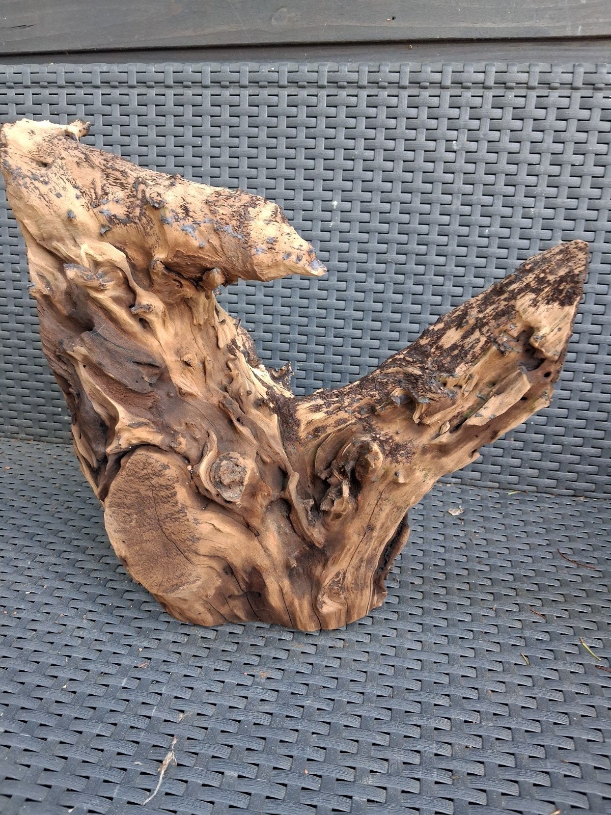 mooi stuk kienhout, Ophalen, Plant(en), Steen of Hout