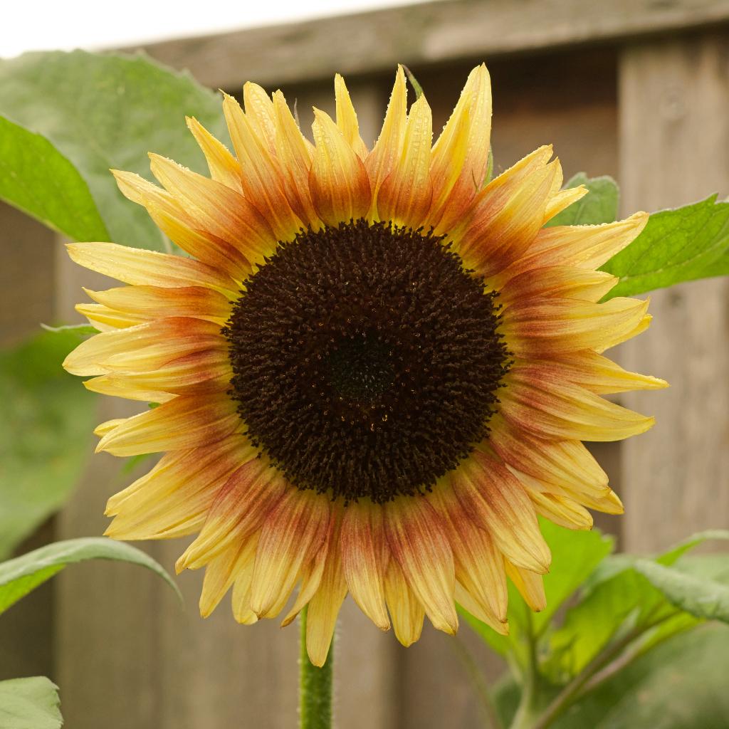 Zaden zonnebloem hoog, lichtgeel met rode ring, vertakt, Tuin en Terras, Ophalen of Verzenden, Voorjaar, Volle zon, Zaad