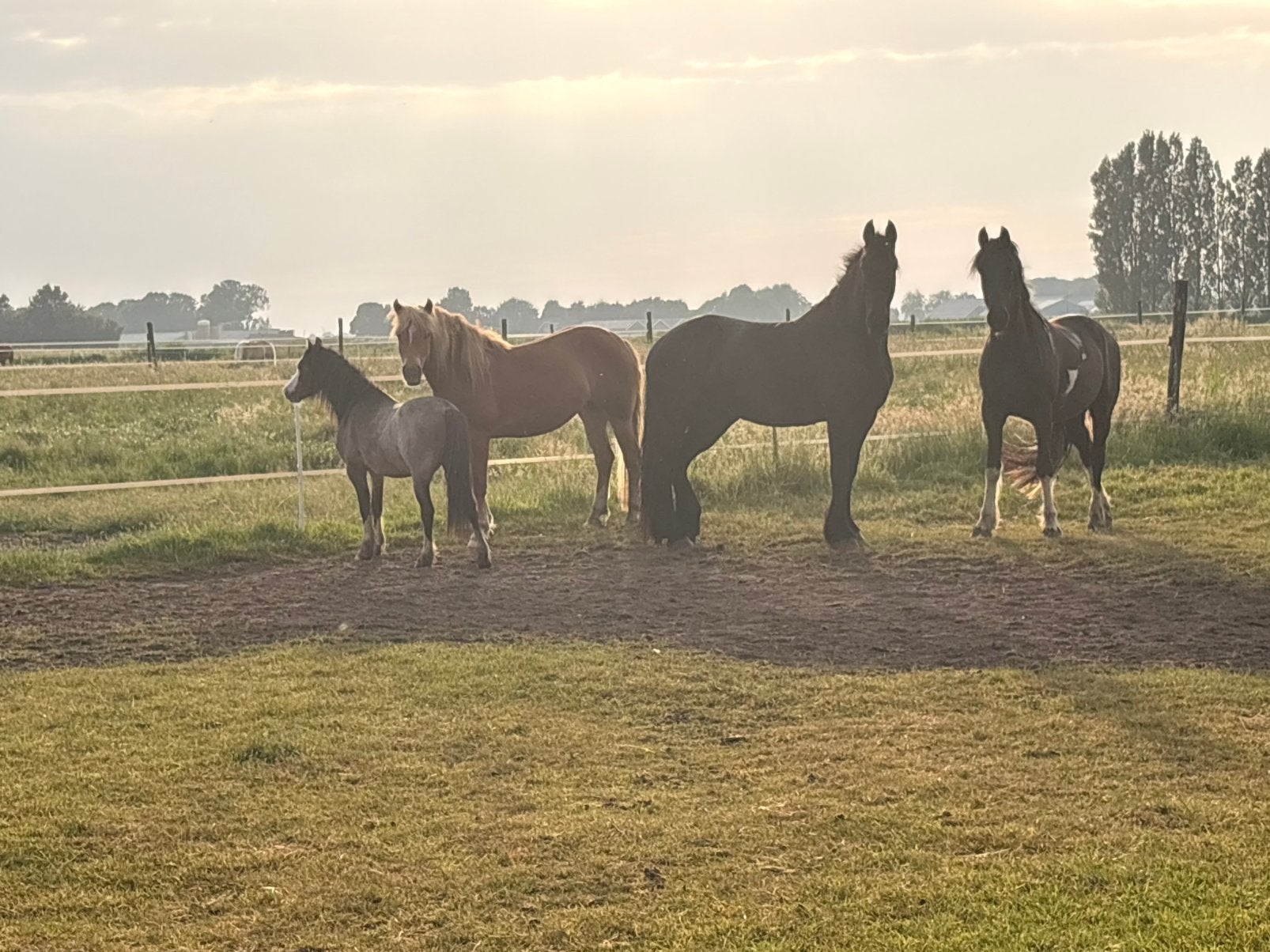 Stalling gezocht 4 stallen!, Stalling