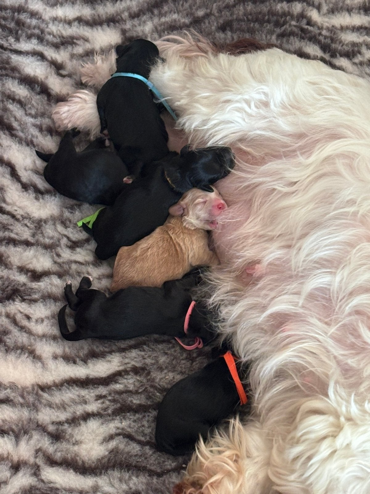 6 prachtige maltipoo puppy’s ️, Dieren en Toebehoren, Poedel, 8 tot 15 weken, Parvo, Meerdere