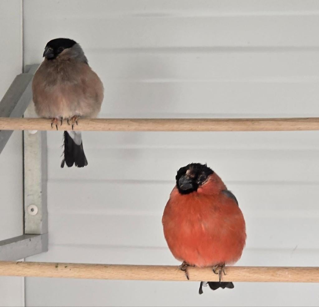 Goudvink man GEZOCHT, Mannelijk, Wildzangvogel