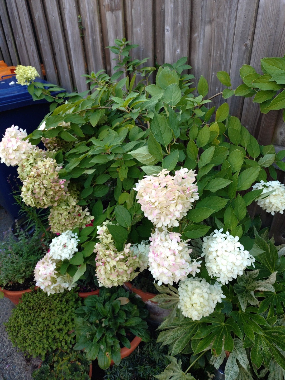 Pluimhortensia op stam 'Limelight', Ophalen