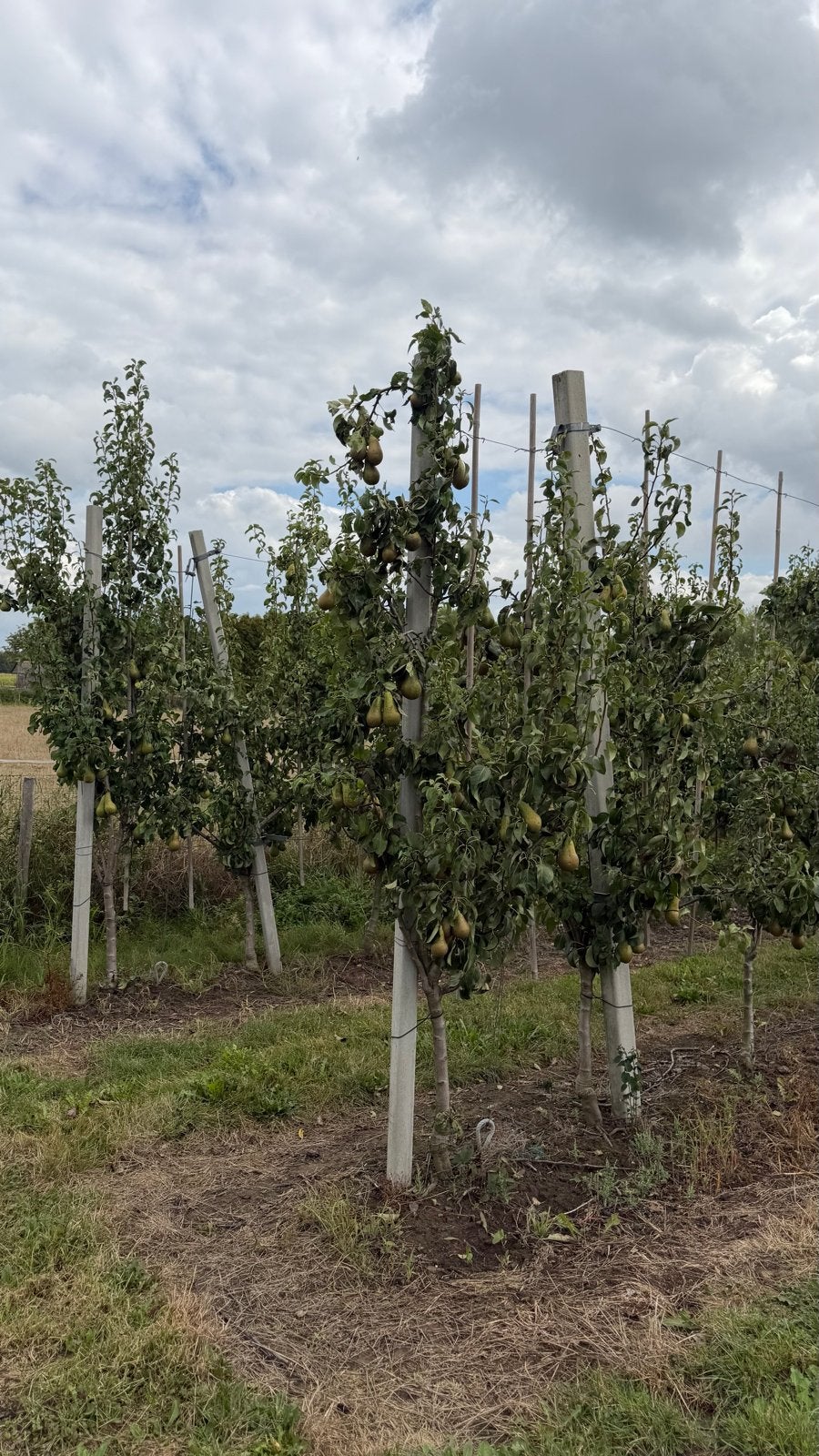 Perenbomen (Conference) 6 jaar oud - Te koop vanaf okt, Tuin en Terras, Planten | Fruitbomen, Ophalen, Perenboom, Lente
