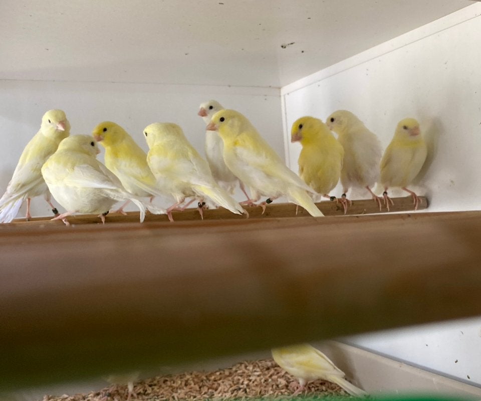 Geel mozaïek van 2026, Meerdere dieren, Kleurkanarie