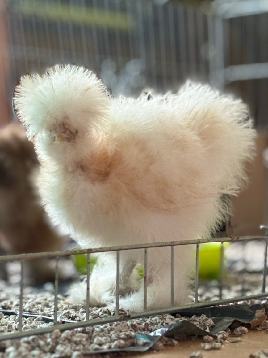 Silkie, Dieren en Toebehoren, Pluimvee, Kip, Vrouwelijk