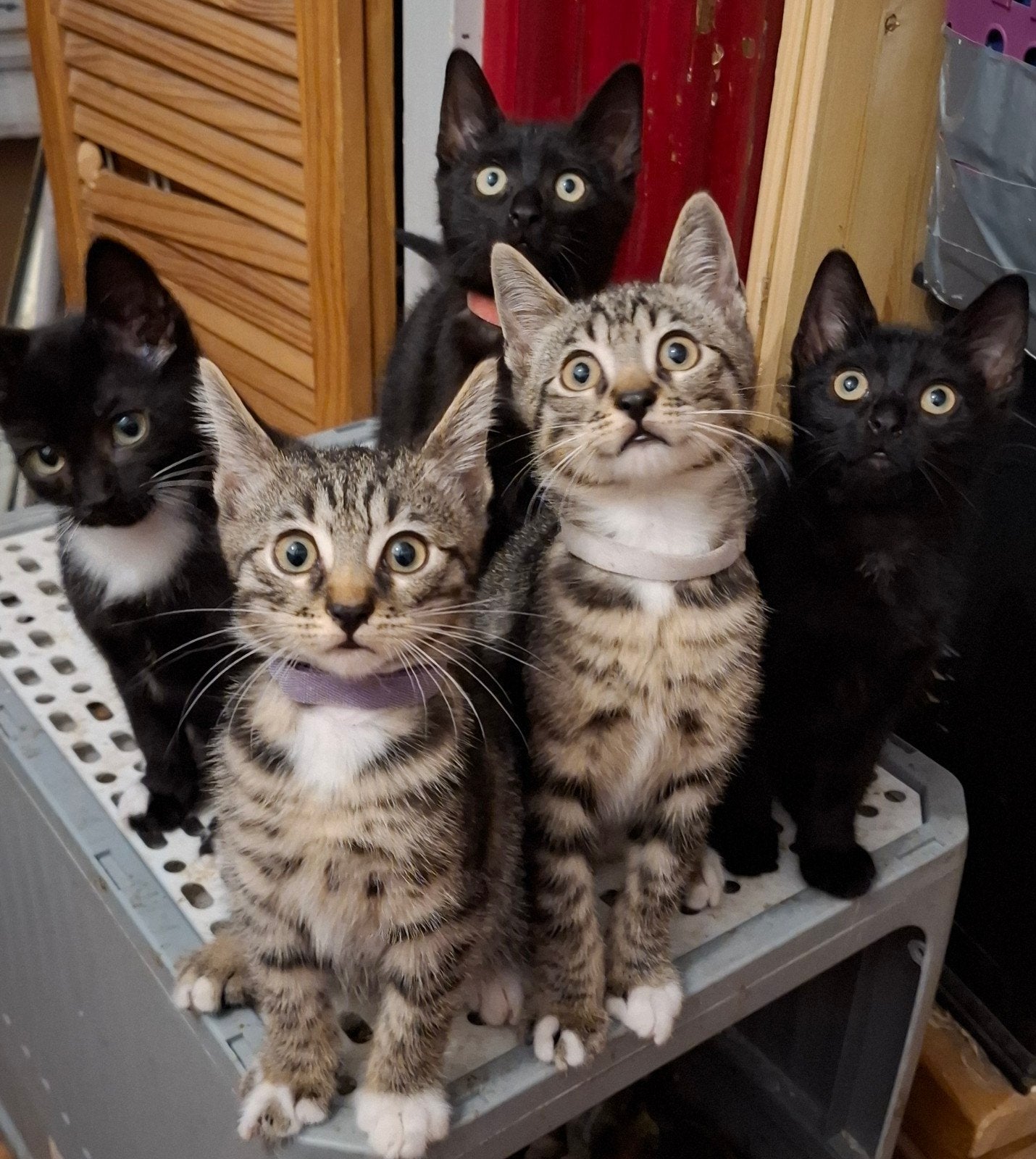 Lieve en sociale kittens zoeken een liefdevolle warm huisje, Meerdere dieren