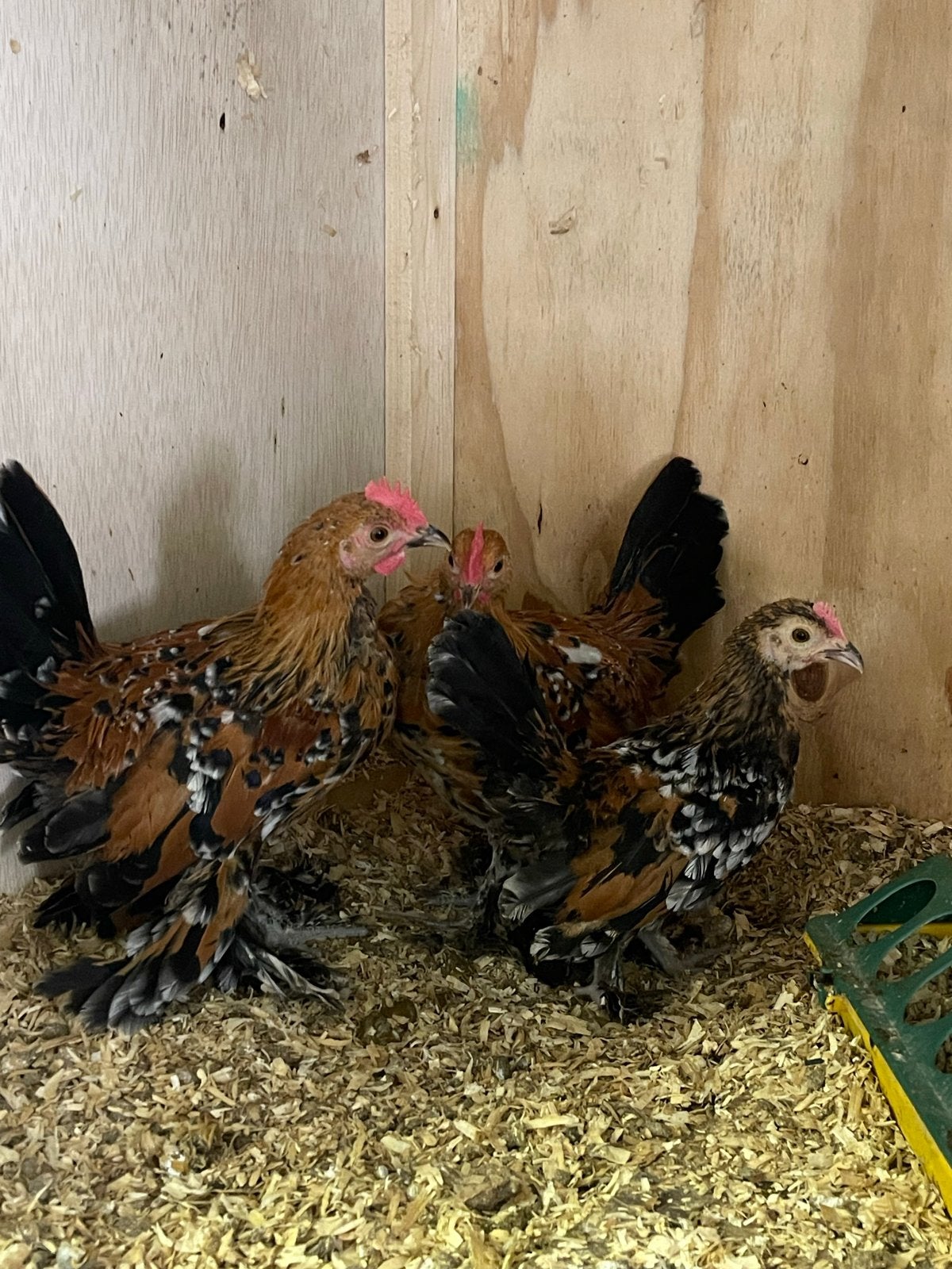 Gratis sabelpoot kriel, Dieren en Toebehoren, Pluimvee, Meerdere dieren, Kip