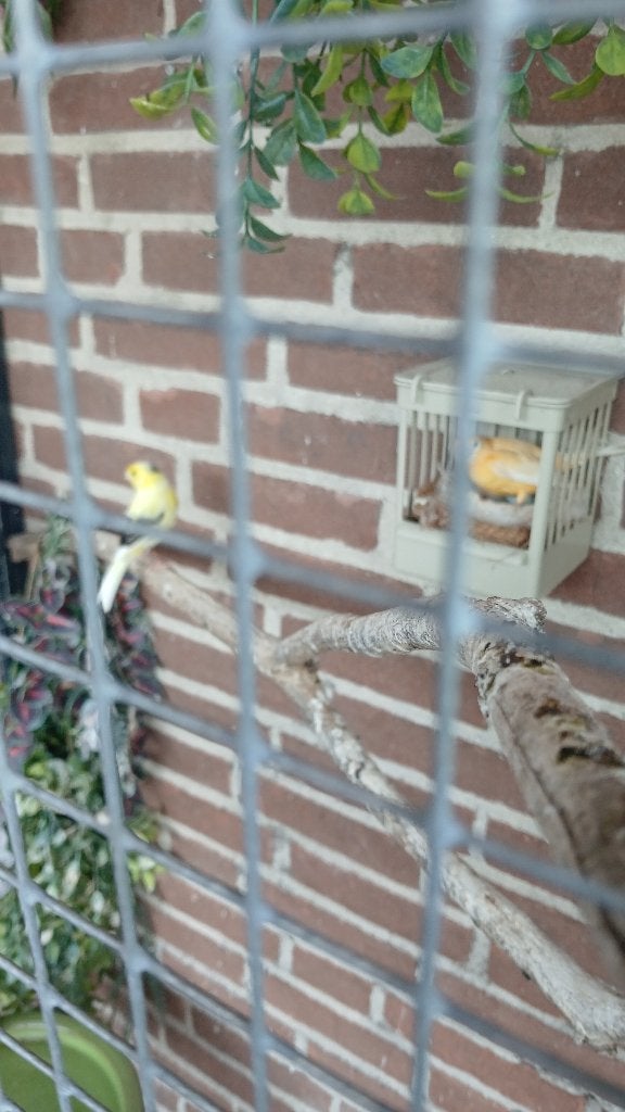 Voilere plus vogels, Dieren en Toebehoren, Vogels | Hokken en Kooien, Ophalen, Zo goed als nieuw, Aluminium, Vogelkooi
