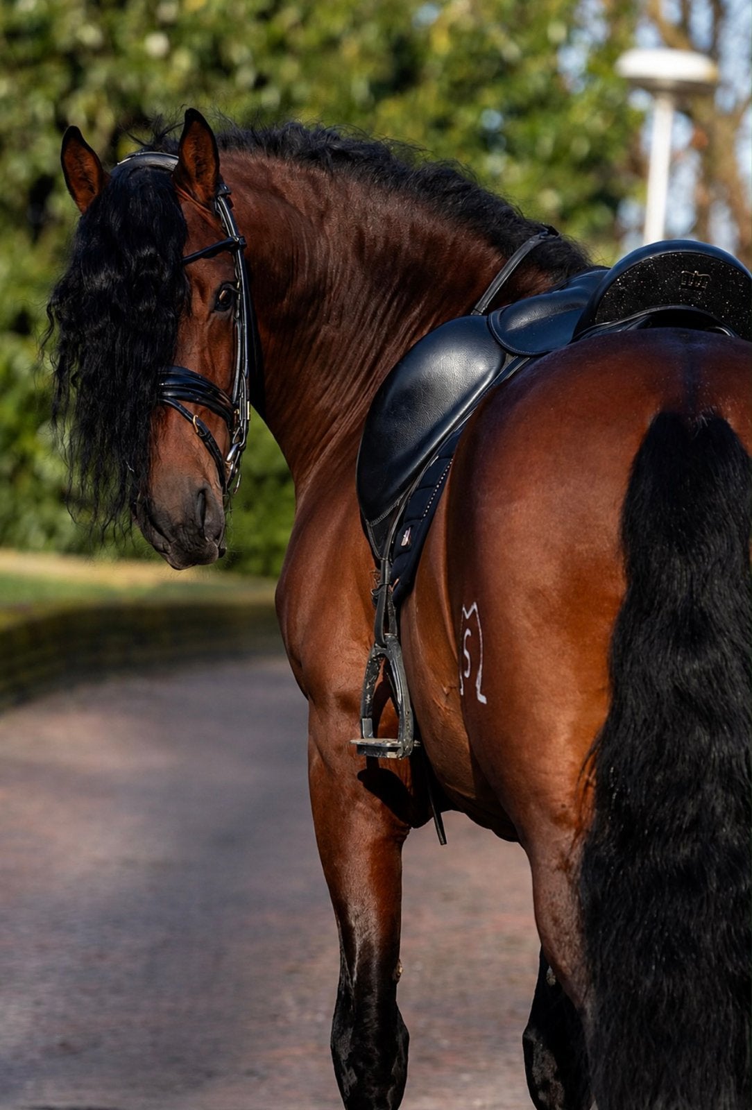 RSP Equi Select | Aankoopbegeleiding, 7 tot 10 jaar