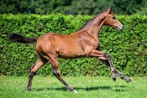 prachtig hengst veulen Eldorado van de Zeshoek te koop, Dieren en Toebehoren, Hengst, 0 tot 2 jaar